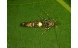 Acrolepiopsis sapporensis