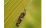 Acrolepiopsis sp.