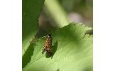 Nemophora Nemophora