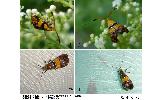 Nemophora Nemophora