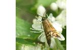 Nemophora staudingerella