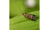 Nemophora Nemophora