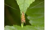 Nemophora Nemophora