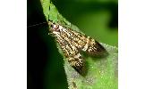 Nemophora sp.
