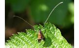 Nemophora Nemophora