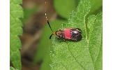 Nemophora rubrofascia