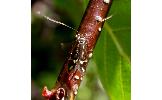 Nemophora Nemophora