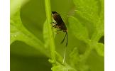 Nemophora Nemophora