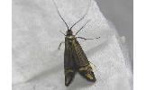 Nemophora Nemophora