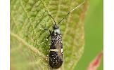 Nemophora umbripennis