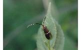 Nemophora Nemophora