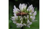 Nemophora Nemophora