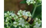 Nemophora paradisea