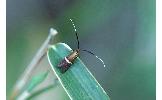 Nemophora aurifera