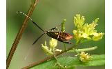 Nemophora Nemophora