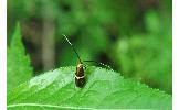 Nemophora Nemophora