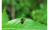 Nemophora Nemophora