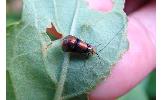 Nemophora ahenea