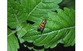 Nemophora Nemophora