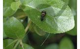 Nemophora Nemophora