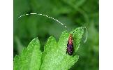 Nemophora Nemophora