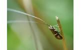 Nemophora Nemophora