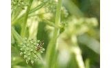 Nemophora polychorda