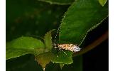 Nemophora trimetrella