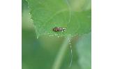 Nemophora Nemophora