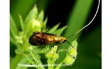 Nemophora Nemophora