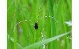 Nemophora Nemophora