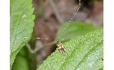 Nemophora Nemophora