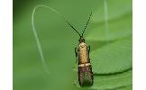 Nemophora Nemophora