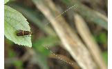 Nemophora aurifera