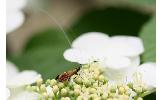 Nemophora aurifera