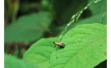 Nemophora Nemophora