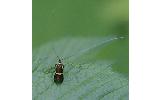 Nemophora aurifera