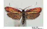 Roeslerstammia erxlebella bella