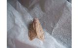 Creatonotos transiens koni