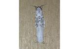 Hyphantria cunea
