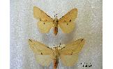 Spilarctia seriatopunctata azumai