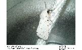 Spilosoma lubricipedum sangaicum