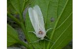 Hyphantria cunea