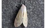 Creatonotos transiens koni