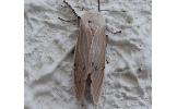Creatonotos transiens koni
