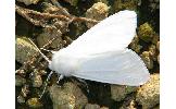 Hyphantria cunea