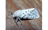 Spilosoma Spilosoma