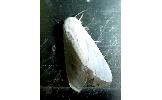 Hyphantria cunea