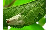 Hyphantria cunea