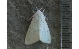 Spilosoma lubricipedum sangaicum